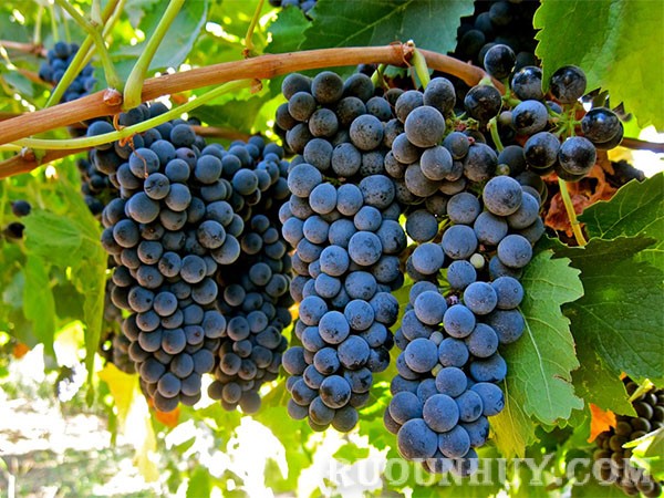 Rượu vang Pháp – Syrah hay Shiraz đứng đầu trong danh sách các loại rượu vang đỏ